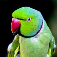 Ringneck parrot