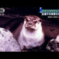 Japanese river otter