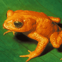 Golden Toad