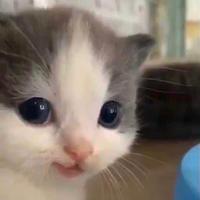 Hehe Cat