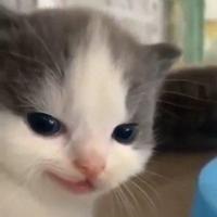 Evil Hehe Cat