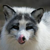 Marble Fox