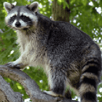 Raccoon