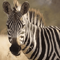 Zebra