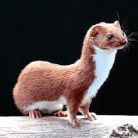 Weasel