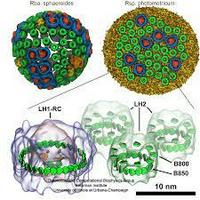 Quantum Biology