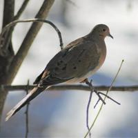 Mourning Dove