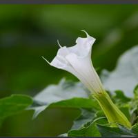 Devil’s trumpet