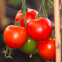 SCP-504 "Critical Tomatoes"