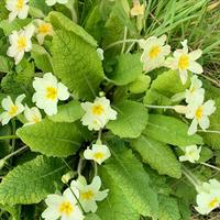 Primrose (Primula vulgaris)