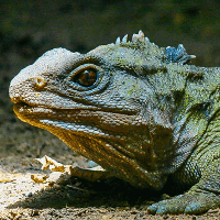 Tuatara