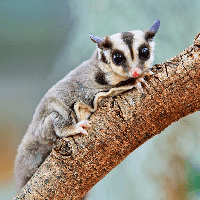 Sugar Glider