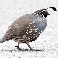 Quail