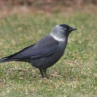 Jackdaw