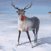 Rudolph the Red Nose Reindeer