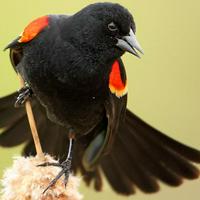 Red Winged Blackbird