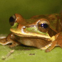 SCP-7394-J "HILARIOUS  FARTING FROG"