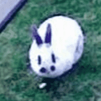 SCP-524 "Walter the Omnivorous Rabbit"