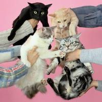 Kinoko Teikoku - Neko to Allergy