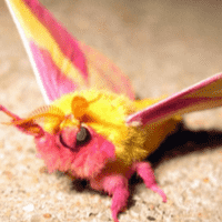 Rosy Maple Moth (Dryocampa rubicunda)