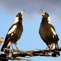 Australian Magpie