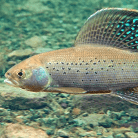 Arctic Grayling