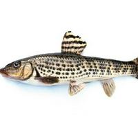 Spotted Barbel