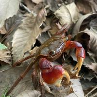 Red Clawed Crab