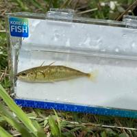 Threespine Stickleback fish