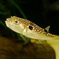 Grass Puffer