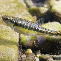 Eurasian Minnow