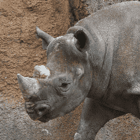 Rhinoceros