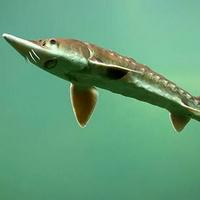 Lake Sturgeon