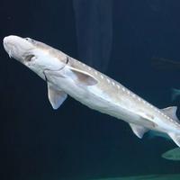 White Sturgeon