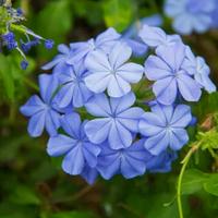 Plumbago