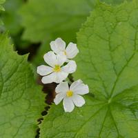 Diphylleia