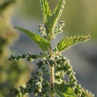 Nettle