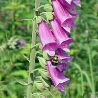 Foxgloves