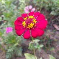 Zinnia