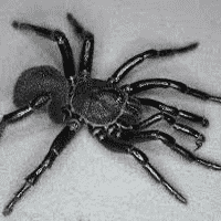 Trapdoor Spider