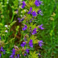 Hyssop