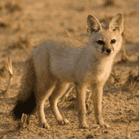 Bengal Fox