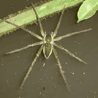 Water Spider