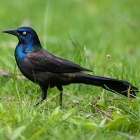 Common Grackle