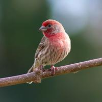 House Finch