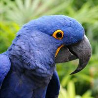 Hyacinth Macaw