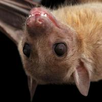 Egyptian Fruit Bat