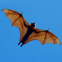 Giant golden-crowned flying fox