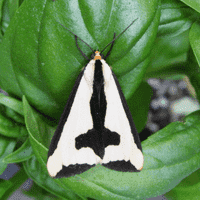 Haploa Clymene Moth