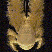 Kiwa hirsuta (Yeti Crab)